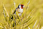 BRD 13 KH0002 01
European Goldfinch Perched On Rapeseed Eating Seeds