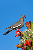 BRD 13 KH0003 01
White-Winged Dove Perched On Cactus Eating Fruit In Arizona Desert