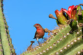 BRD 13 KH0004 01
House Finch Perched On Cactus In Arizona Desert