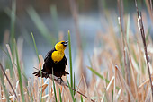 BRD 13 KH0005 01
Yellow-Headed Blackbird Sitting In Marsh In Oregon