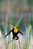 BRD 13 KH0006 01
Yellow-Headed Blackbird Sitting In Marsh In Oregon