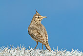 BRD 13 KH0007 01
Crested Lark Standing On Plant Against Blue Sky