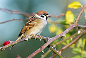 BRD 13 KH0008 01
Eurasian Tree Sparrow Perched On Wild Rose Branch In Autumn