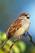 BRD 13 KH0009 01
House Sparrow Male Perched On Thorny Branch