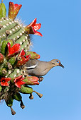 BRD 13 KH0010 01
White-Winged Dove Sitting In Cactus Against Blue Sky