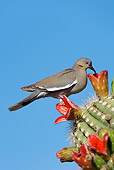 BRD 13 KH0011 01
White-Winged Dove Feeding On Cactus Seeds Against Blue Sky