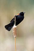 BRD 13 KH0012 01
Red-Winged Blackbird Perched On Cattail