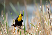 BRD 13 KH0013 01
Yellow-Headed Displaying On Cattail