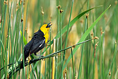 BRD 13 KH0014 01
Yellow-Headed Displaying On Cattail