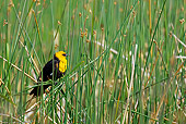 BRD 13 KH0015 01
Yellow-Headed Displaying On Tall Grass