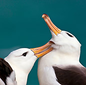 BRD 13 KH0016 01
Close-Up Of Two Black-Browed Albatross Grooming Falklands