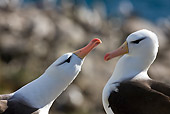 BRD 13 KH0017 01
Close-Up Of Two Black-Browed Albatross Falklands