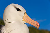 BRD 13 KH0018 01
Head Shot Of Black-Browed Albatross Against Blue Sky Falklands