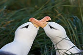 BRD 13 KH0019 01
Close-Up Of Two Black-Browed Albatross Crossing Beaks Falklands