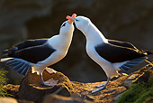 BRD 13 KH0020 01
Two Black-Browed Albatross Crossing Beaks Falklands