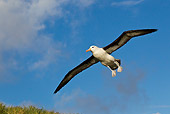 BRD 13 KH0021 01
Black-Browed Albatross Flying Over Falklands