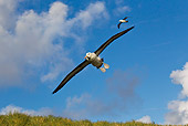 BRD 13 KH0022 01
Two Black-Browed Albatross Flying Over Falklands