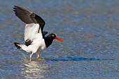 BRD 13 KH0024 01
Magellanic Oystercatcher Walking In Shallow Water Falklands