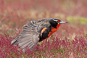 BRD 13 KH0025 01
Long-Tailed Meadowlark Stretching Wings In Field Falklands