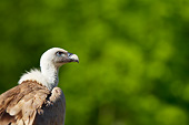 BRD 13 KH0026 01
Portrait Of Griffon Vulture France