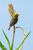 BRD 13 KH0027 01
Baya Weaver Male Perched On Ear Of Sorghum Gujarat, India