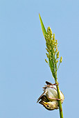 BRD 13 KH0028 01
Baya Weaver Female Cleaning Feathers On Stem Of Sorghum Gujarat, India