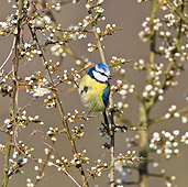 BRD 13 KH0029 01
Blue Tit Feeding On Blooming Blackthorn France