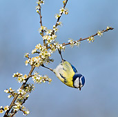 BRD 13 KH0030 01
Blue Tit Feeding On Blooming Blackthorn France