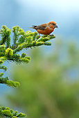 BRD 13 KH0031 01
Common Crossbill Male Perched On White Fir Branch Vosges, France