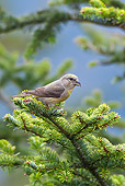 BRD 13 KH0032 01
Common Crossbill Female Perched On White Fir Branch Vosges, France