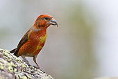 BRD 13 KH0033 01
Common Crossbill Male Perched On Rock Vosges, France