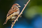 BRD 13 KH0034 01
House Sparrow Male Perched On Bramble France