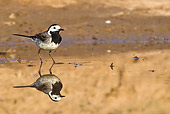 BRD 13 KH0035 01
White Wagtail Standing Near Reflection In Water Alsace, France