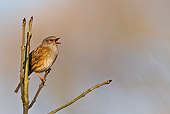 BRD 13 KH0036 01
Dunnock Singing From Ash Tree In Spring France