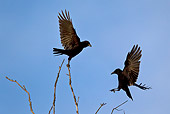 BRD 13 KH0037 01
Two Black Crows Flying Near Top Of Willow Tree France