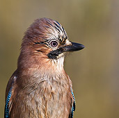 BRD 13 KH0039 01
Portrait Of Eurasian Jay France