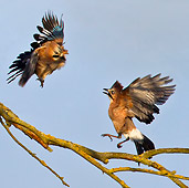 BRD 13 KH0040 01
Two Eurasian Jays Flying Near Top Of Willow Tree In Spring France