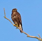 BRD 13 KH0042 01
Common Buzzard Perched On Branch Against Blue Sky Alsace, France