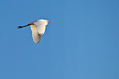 BRD 13 KH0043 01
Great White Egret Flying Against Blue Sky France