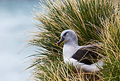 BRD 13 KH0044 01
Grey-Headed Albatross Sitting In Nest In Tussocks South Georgia, Antarctica