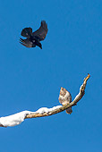 BRD 13 KH0045 01
Carrion Crow Scolding Common Buzzard Perched On Snowy Branch France