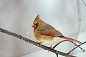 BRD 13 LS0006 01
Female Northern Cardinal Perched On Branch During Snow Storm