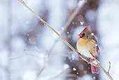 BRD 13 LS0007 01
Female Northern Cardinal Perched On Branch During Snow Storm