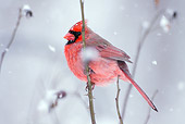 BRD 13 LS0008 01
Male Northern Cardinal Perched On Branch During Snowstorm