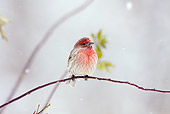 BRD 13 LS0009 01
House Finch Perched On Branch During Snow Storm