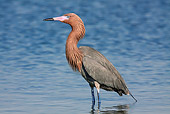 BRD 13 LS0010 01
Reddish Egret Standing In Salt Water Bay