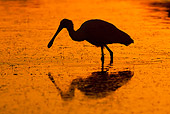 BRD 13 LS0011 01
Silhoutte Of Roseate Spoonbill Standing In Shallow Water At Dawn