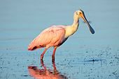 BRD 13 LS0012 01
Roseate Spoonbill Standing In Shallow Water At Dawn