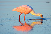BRD 13 LS0013 01
Roseate Spoonbill Feeding In Shallow Water At Dawn
