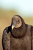 BRD 13 LS0014 01
Portrait Of Black Vulture In Early Morning